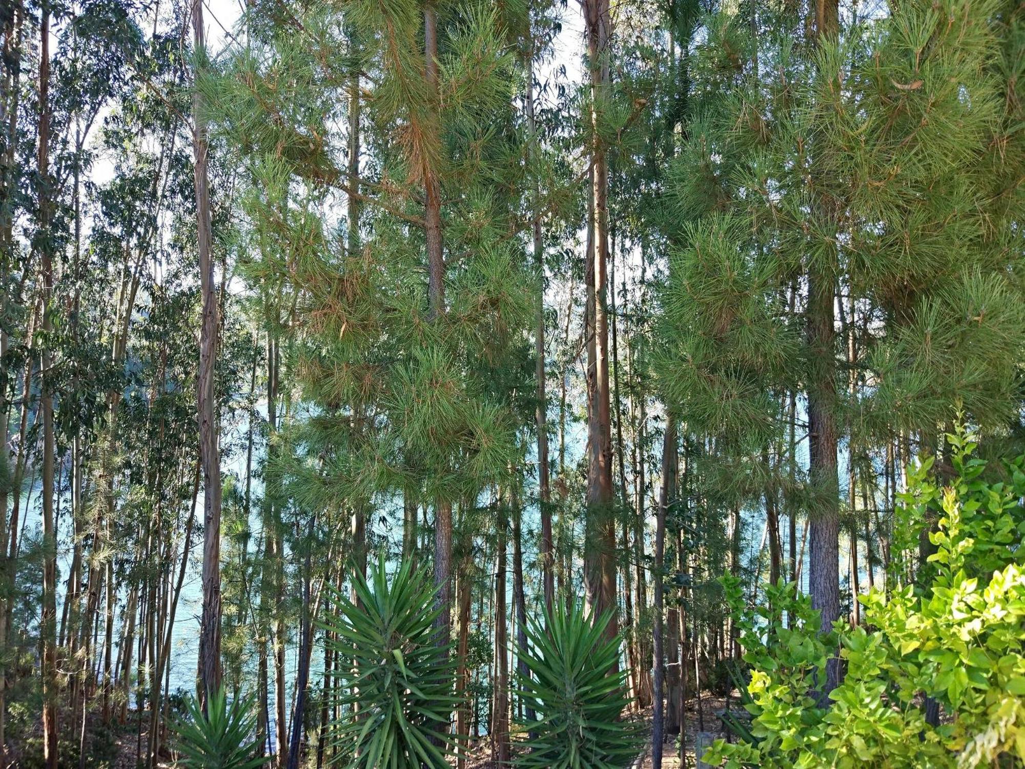 Quinta Da Martinela Ferreira Do Zezereヴィラ エクステリア 写真